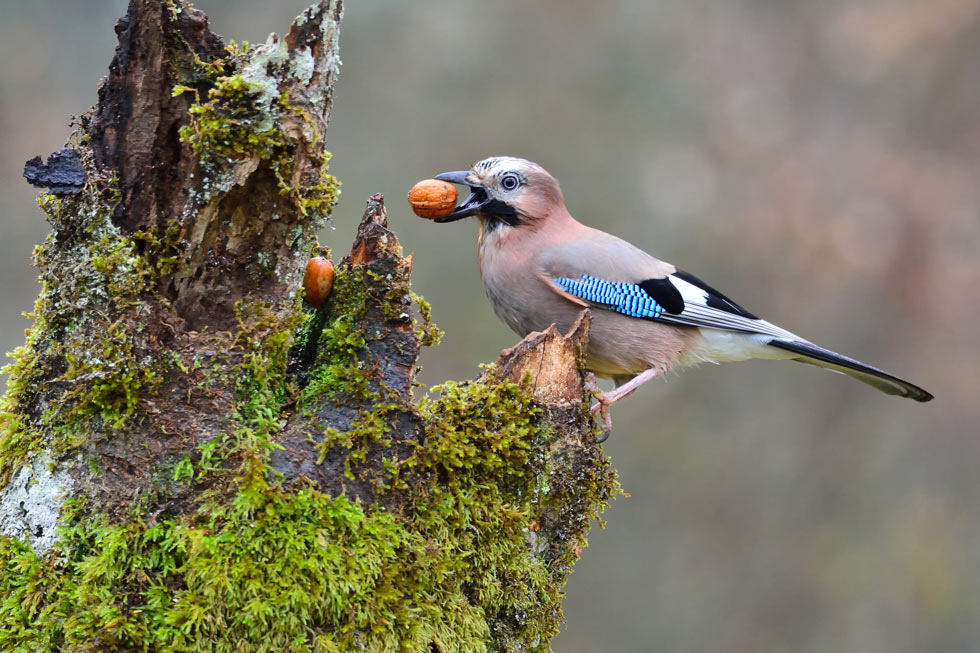 The Garrulous Jay – Twelve Snowflakes